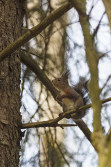Red Squirrel