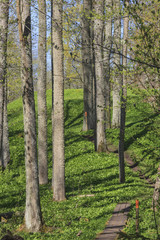 Naklejka premium Hiking trail