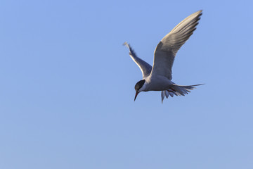 Common Tern