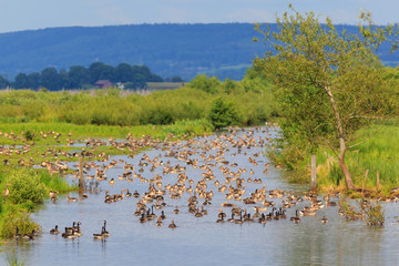 Flock of geese resting in the river