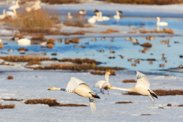 Whooper Swans flying