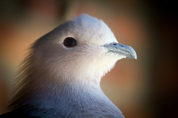 Bird 0001