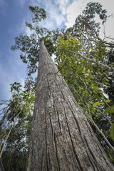 Fototapeta premium Rain Forest
