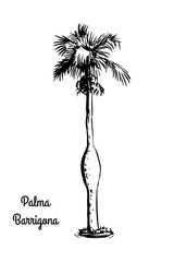 Vector sketch illustration. Black silhouette of Palma Barrigona isolated on white background. Tropical flora. Colpothrinax wrightii, tree of Cuba.