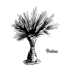 Fototapeta premium Vector sketch illustration. Black silhouette of Brahea Palm isolated on white background. Tropical flora. Tree that native to Central America and Mexico.