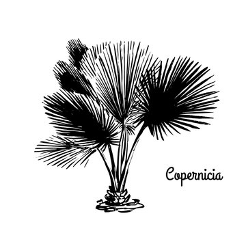 Vector sketch illustration. Black silhouette of Copernicia Palm isolated on white background. Tropical flora. Tree native to South America.