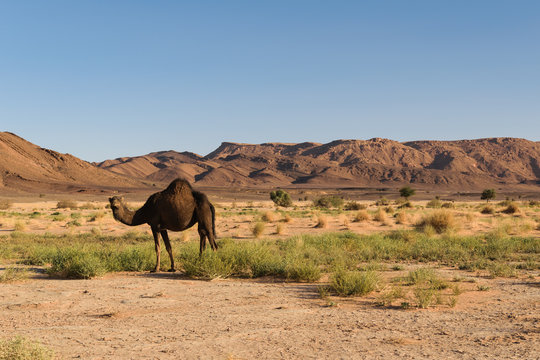 Arabian camel, Camelus dromedarius, near Ouzina, Morocco