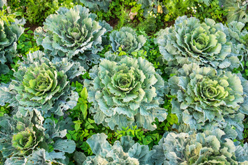 Cultivation cabbage bloom growing