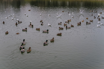 Pigeons, ducks and seagulls fighting over food in a park in Madrid