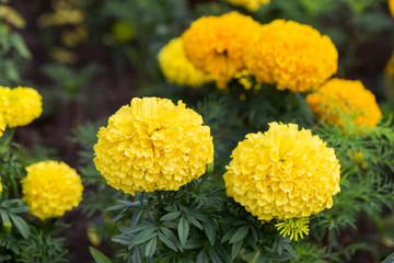 Closeup and selective focus marigold at garden