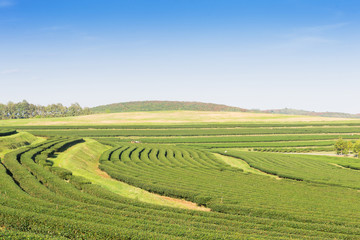 Tea farm in North Thailand, South East Asia.