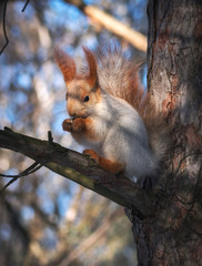 Naklejka na ściany i meble squirrel on a pine tree eats a nut. wild animals.