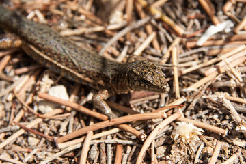 Spanish Lizard