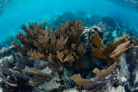 Beautiful Caribbean Coral Reef
