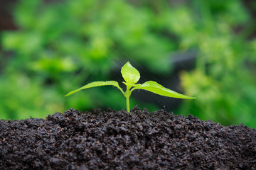 Young Plant growing on soil while raining