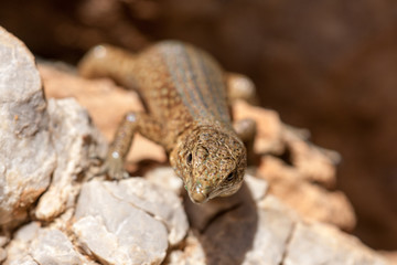 Spanish Lizard