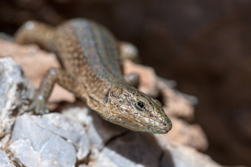 Spanish Lizard
