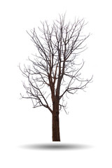 Obraz premium Bare Tree isolated on white background