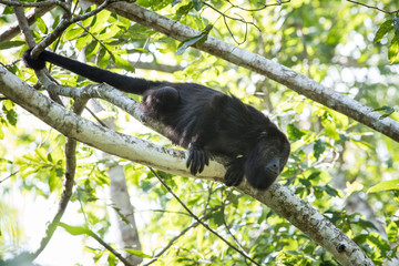 Black Howler Monkey in Jungle Canopy