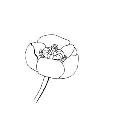 Blooming water-lily close up