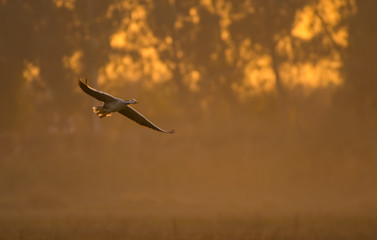 Bar headed Goose flying at sunset