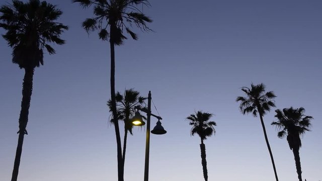 sunset twilight los angeles venice beach palm tops panorama 4k usa
