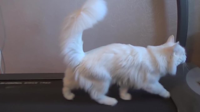 White cat on a treadmill