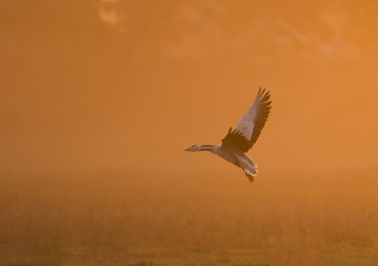 Bar headed Goose flying at sunset
