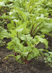 Young beetroots leaves
