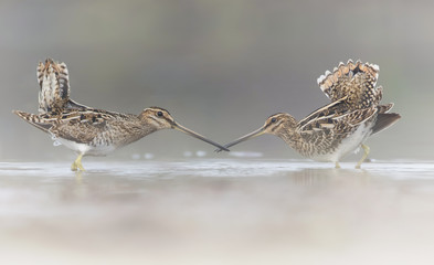 Snipes perform courtship in fog over calm wetland habitat.