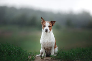 dog Jack Russell terrier outdoors