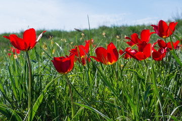 Wild red tulips in steppes in spring