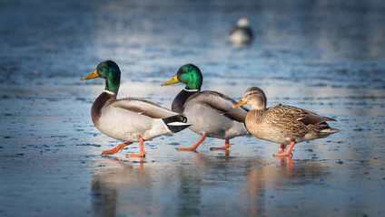 Three beautiful ducks are on the ice