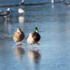 Two ducks walking on the ice