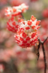 ベニバナミツマタ