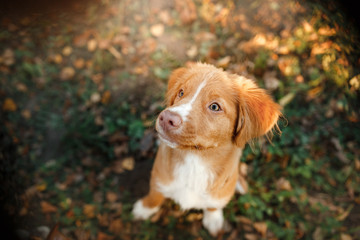 smiling puppy Nova Scotia duck tolling Retriever