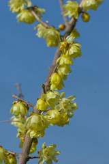 ソシンロウバイ