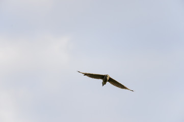 Fototapeta premium Juvenile Black-crowned Night-Heron eye contact