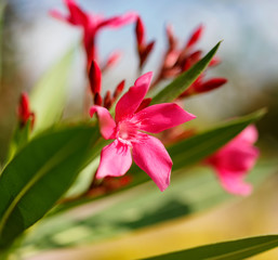 Яркий красивый цветок