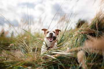 cute dog portrait in autumn outsude