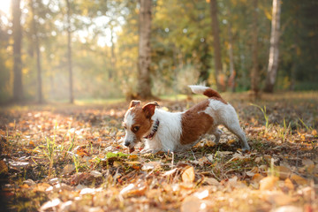 cute dog portrait in autumn outsude