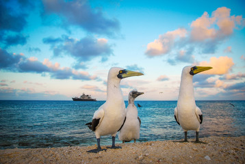 Sea Birds