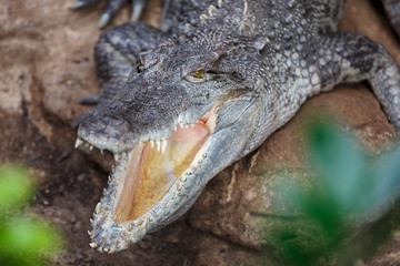 Fototapeta premium The crocodile closeup