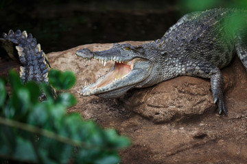 The crocodile closeup