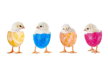 Ostern: Hühnerküken in der Reihe