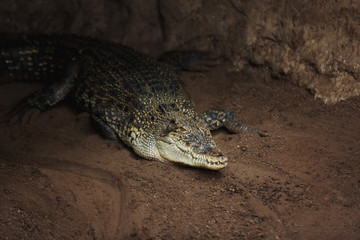 Crocodile on the ground