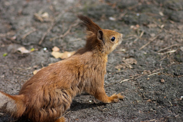 big red squirrel on the ground. back view. sunny day