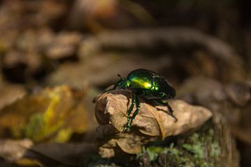 large green beetle keeps feet of dry leaf