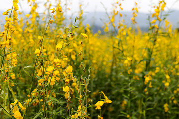 Beautiful flowers in the garden