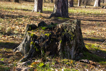 dry stump covered with moss in the forest
